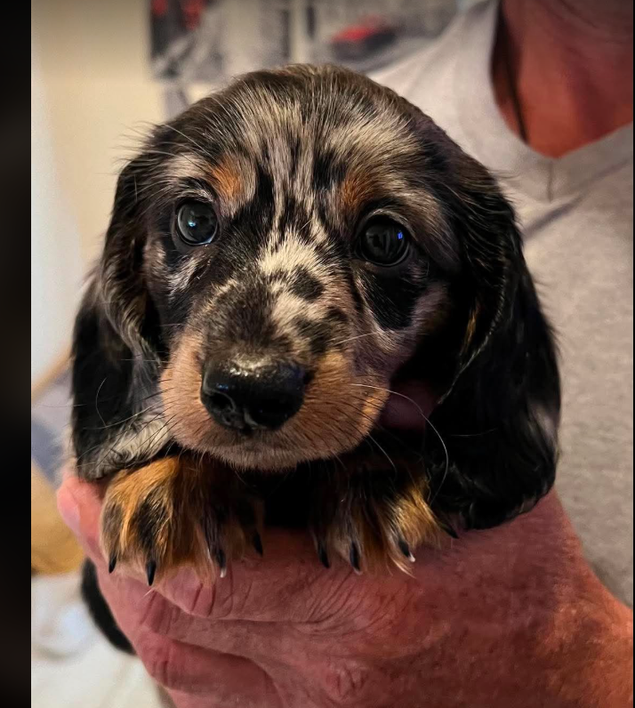 Brooks — black and tan long-haired Dachshund puppy