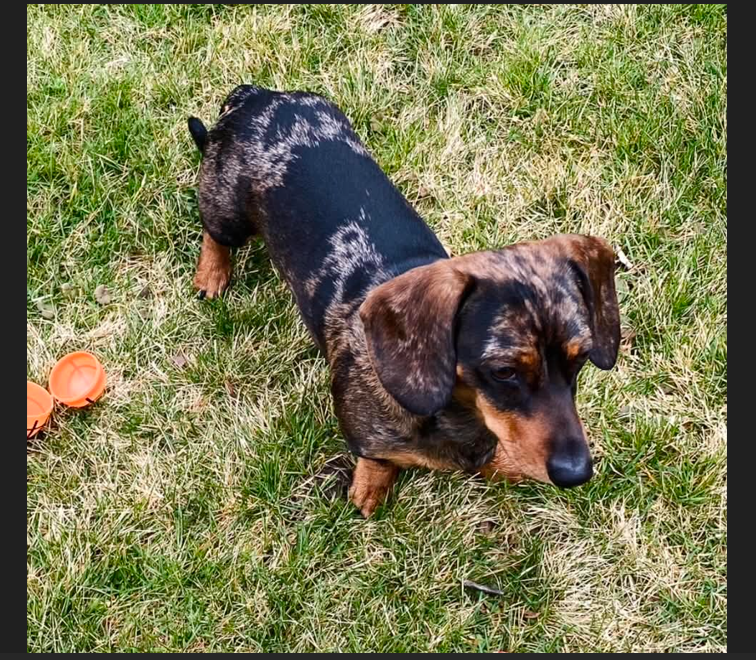 Black and tan dapple Dachshund father in the yard
