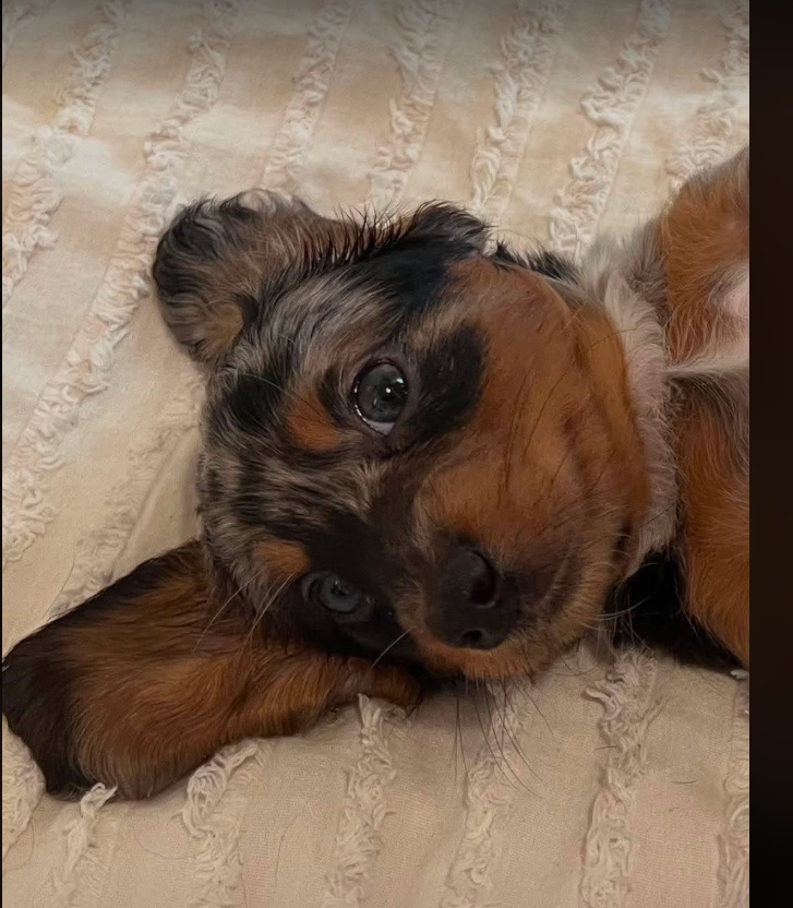 Scotty — black and tan dapple long-haired Dachshund puppy